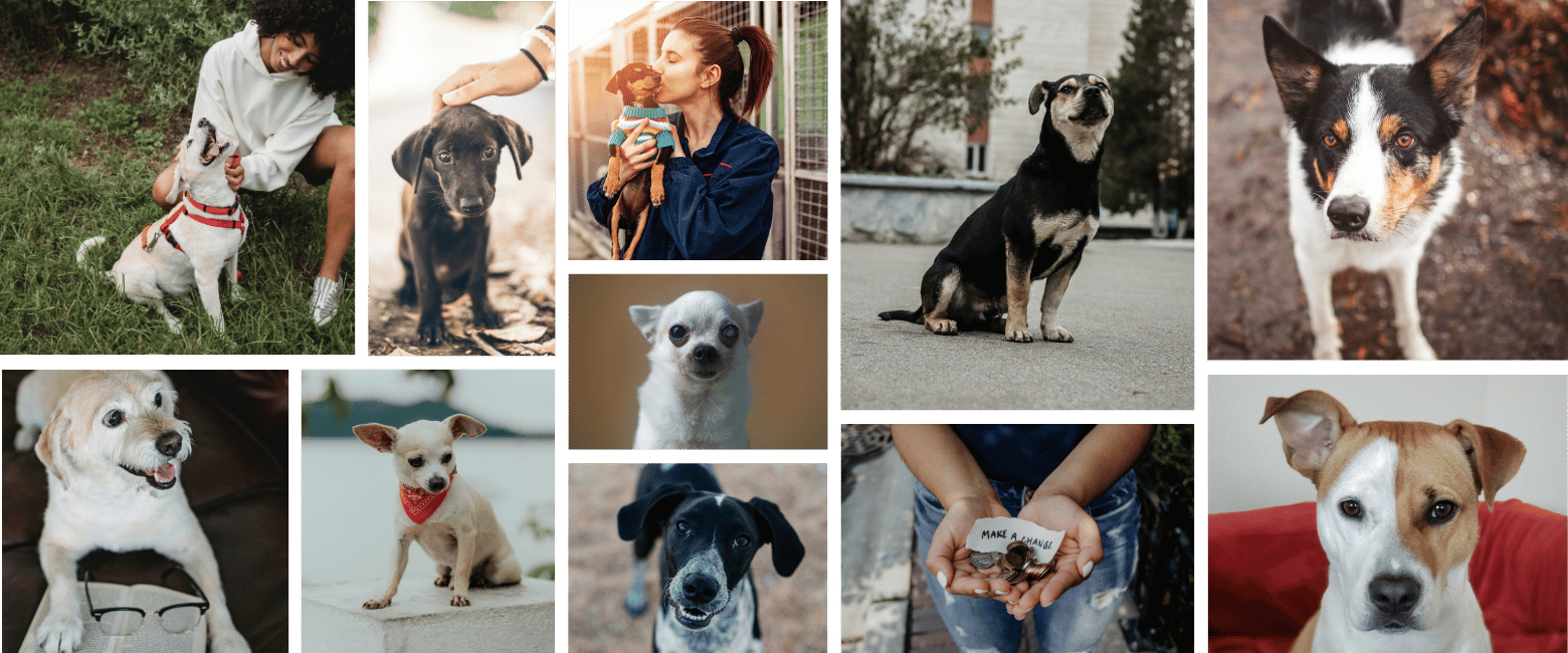 Collage of images of dogs used in my Guate's Dog Rescue project