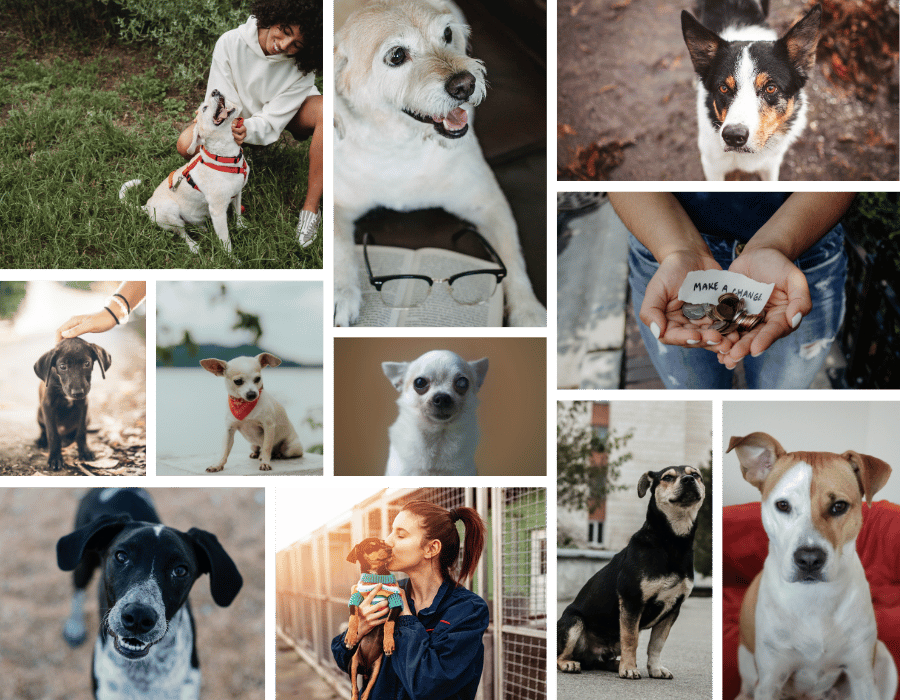 Collage of images of dogs used in my Guate's Dog Rescue project