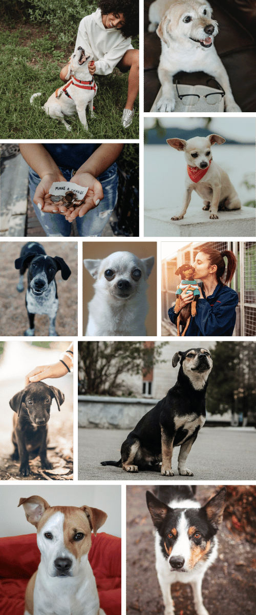 Collage of images of dogs used in my Guate's Dog Rescue project