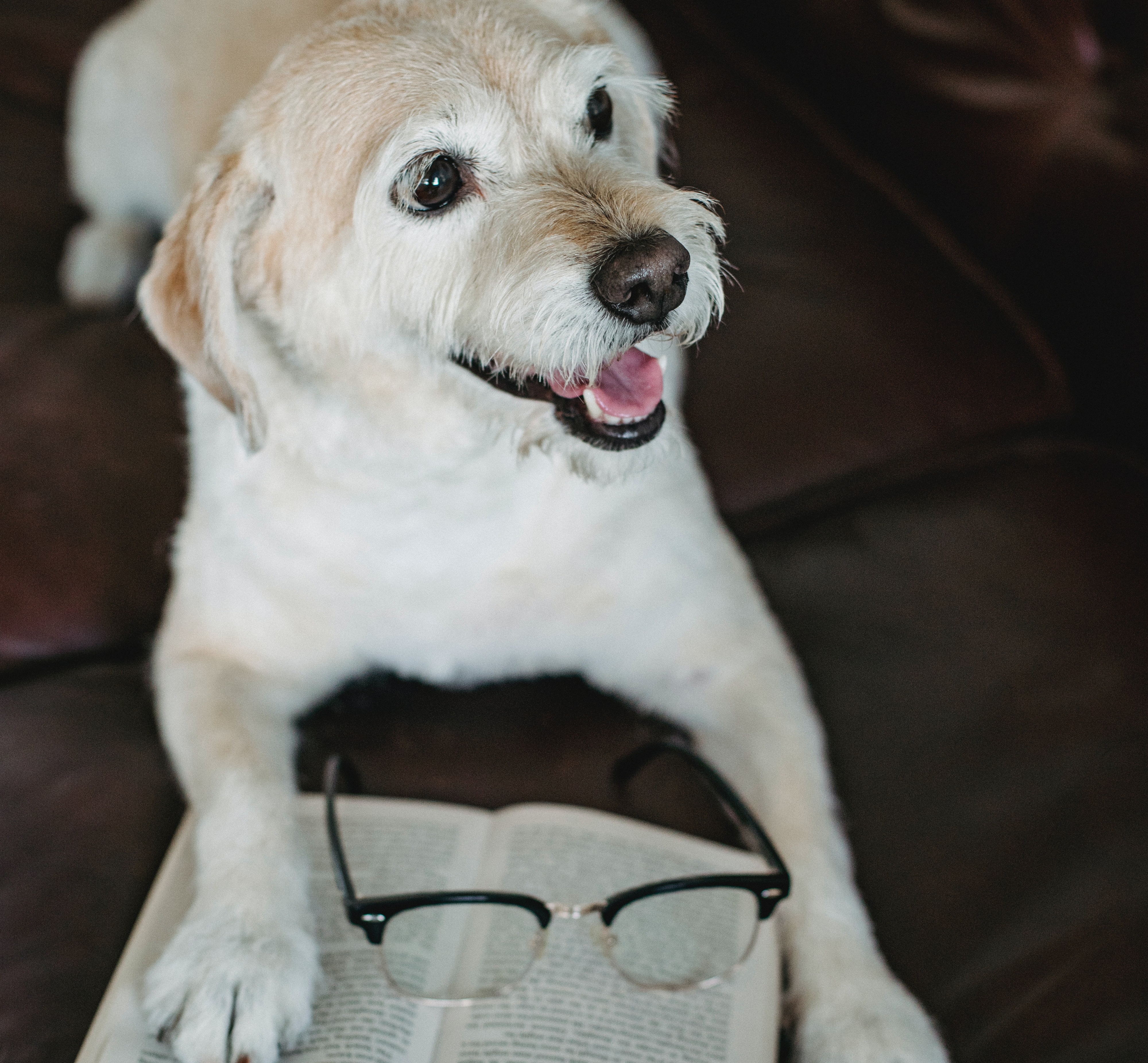 Dog with glasses reading a book